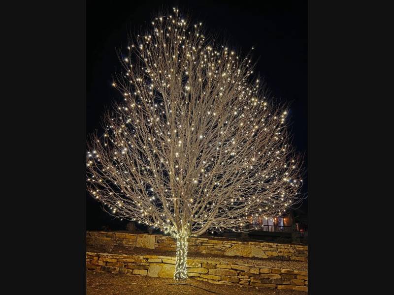 Leafless tree wrapped in warm white holiday lights