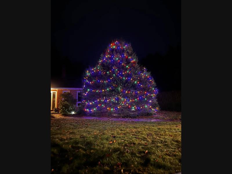 Evergreen tree wrapped in multicolor holiday lights