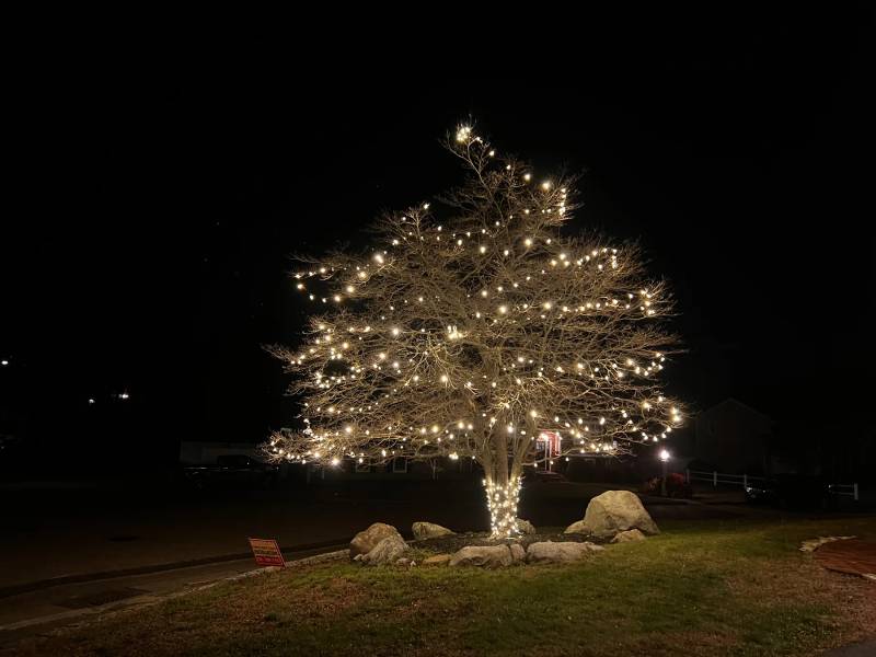 Evergreen tree wrapped in warm white holiday lights