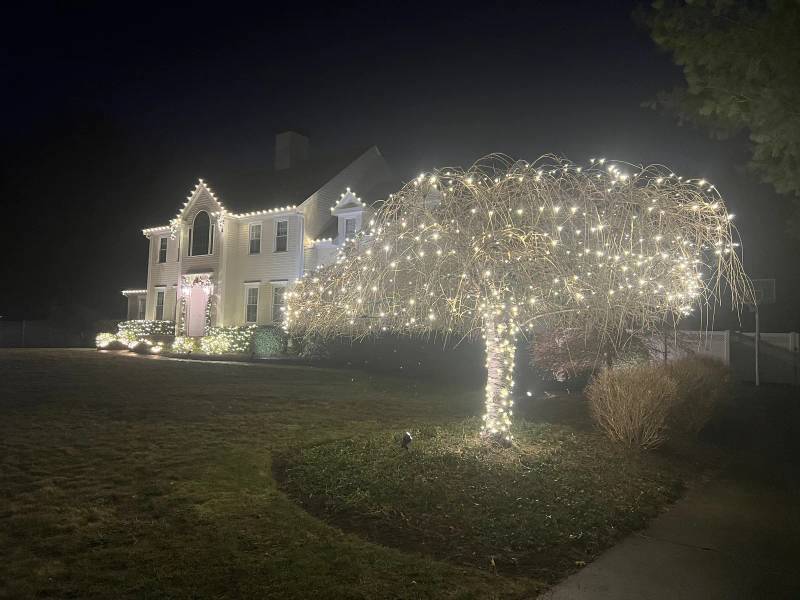 Weeping tree wrapped in holiday lights beside an illuminated home