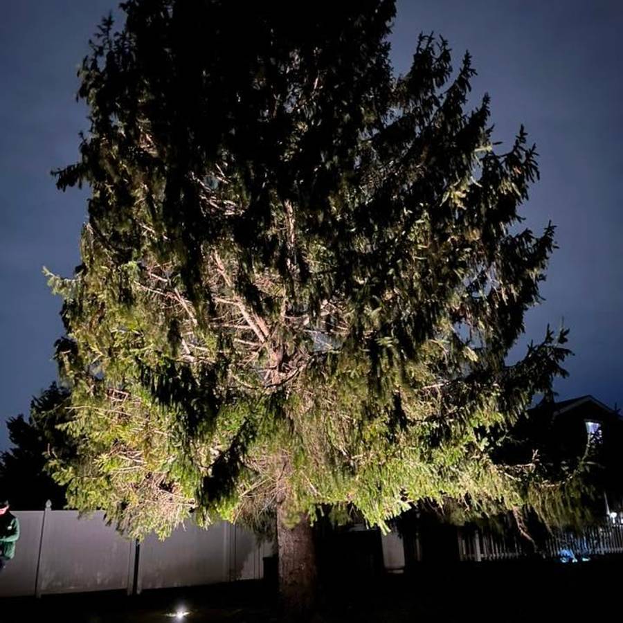 Tree uplighting in a dark residential yard