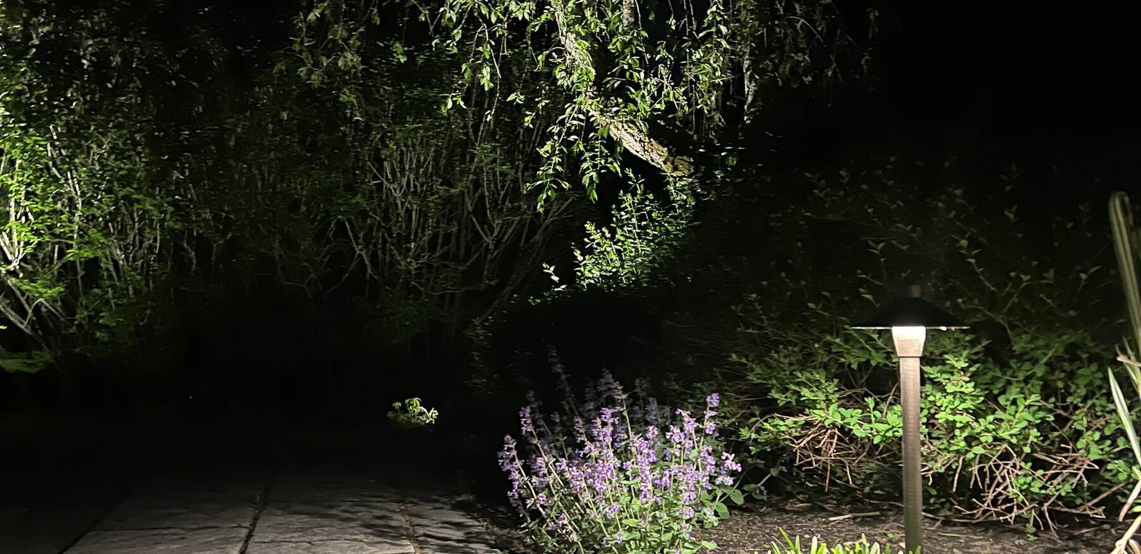 Warm path lighting along a Massachusetts residential walkway