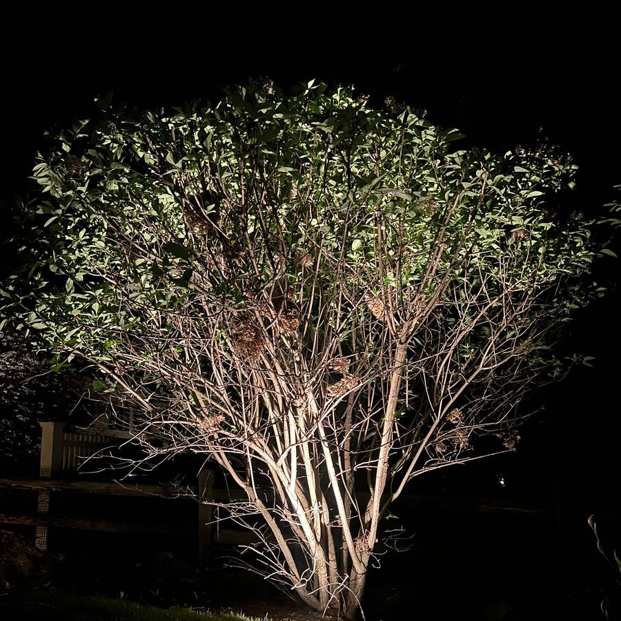 Uplighting on a mature tree in a dark yard
